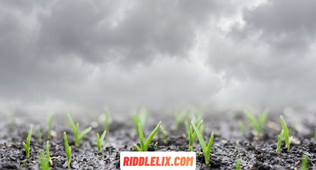 Spring Riddles